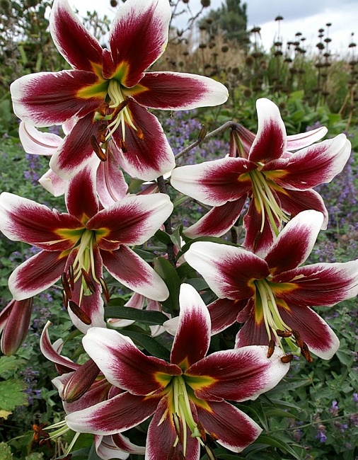 Лилия Беверли Дрим